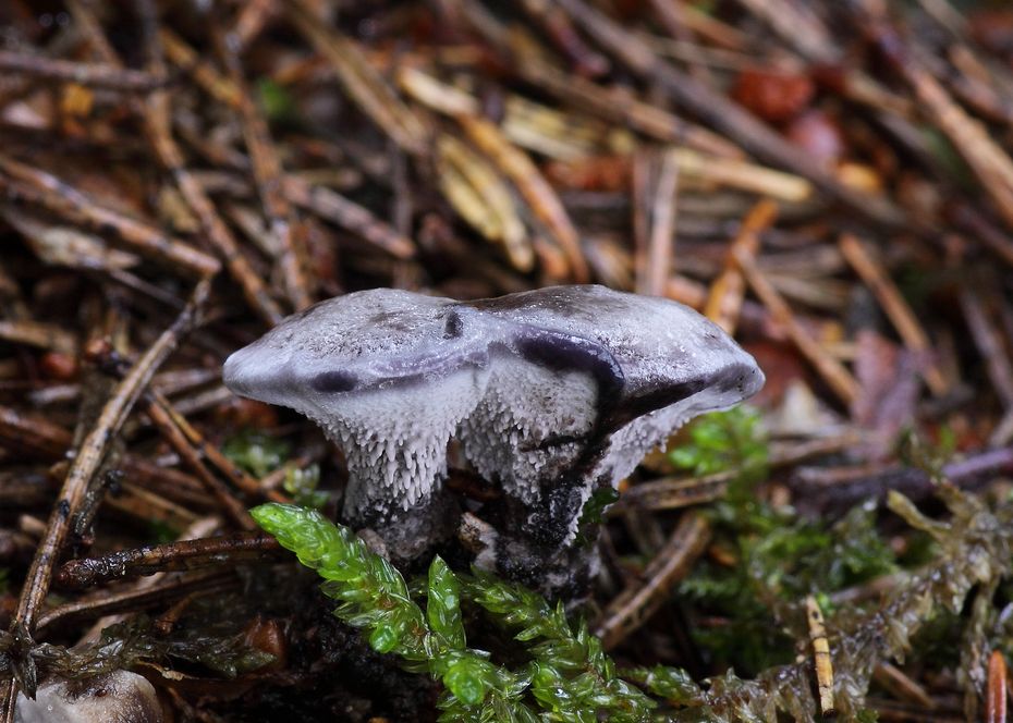 lošáček černý, Phellodon niger (Houby, Fungi)